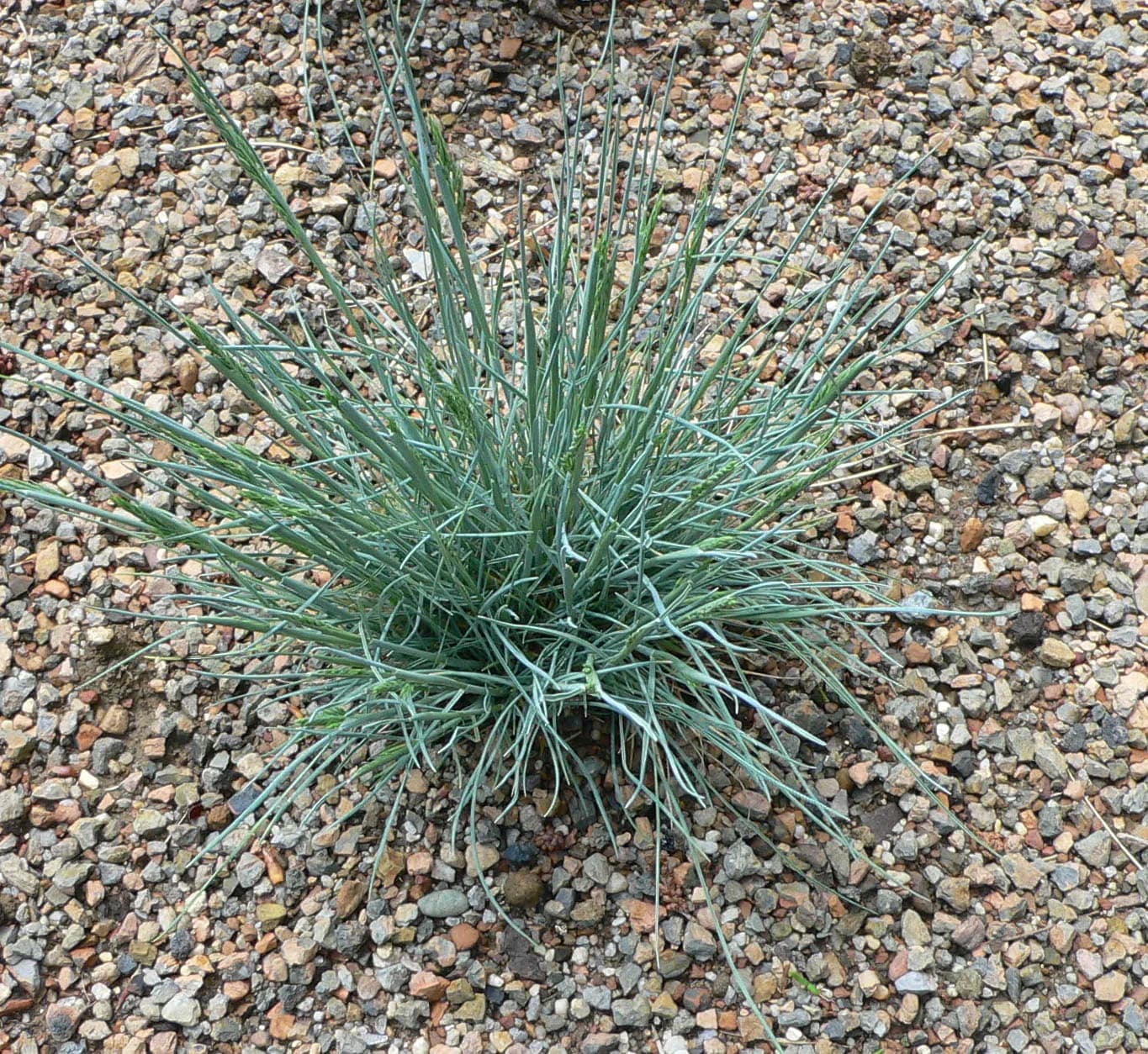 Festuca ovina glauca