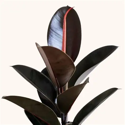 FICUS ELASTICA (GOMERO)