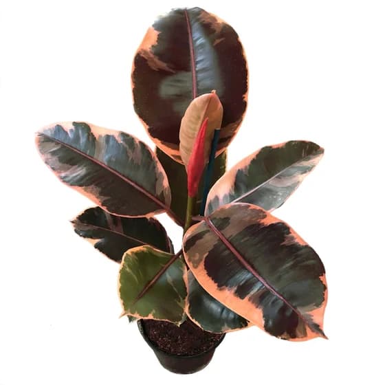 FICUS ELASTICA RUBY (GOMERO RUBY)