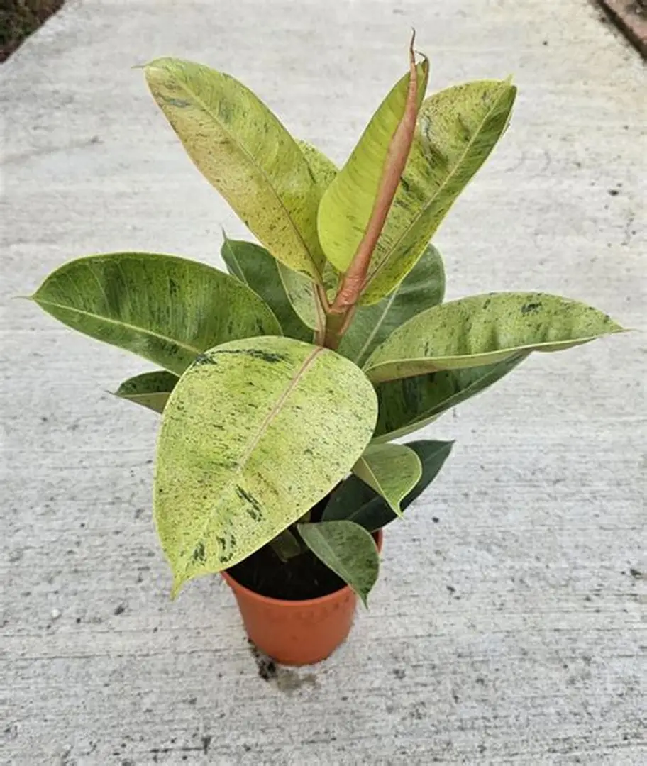 FICUS ELASTICA SHIVERIANA (GOMERO SHIVERIANA)
