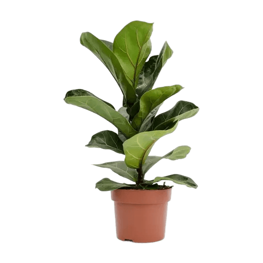 Ficus pandurata (Hoja grande) E3