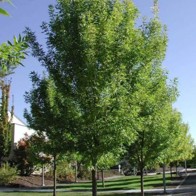 Fresno (Fraxinus pennsylvanica) E10