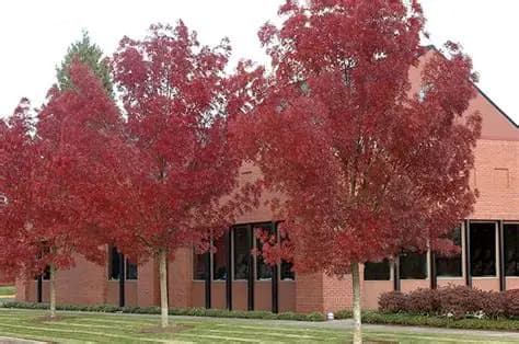 FRESNO ROJO (Fraxinus raywood) 10-12 CC E30 L.