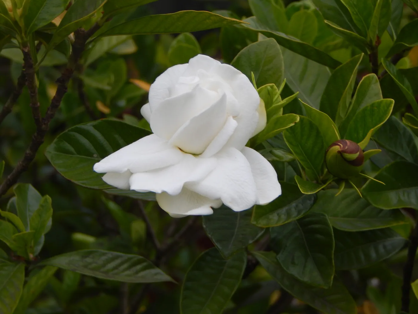 Gardenia augusta fortuniana