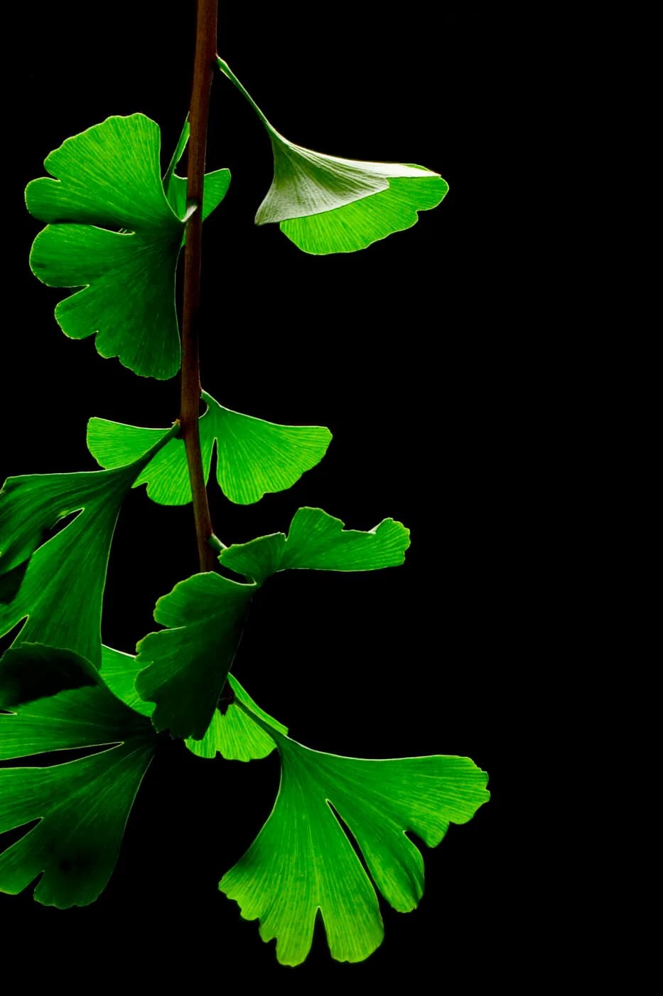 Ginkgo biloba