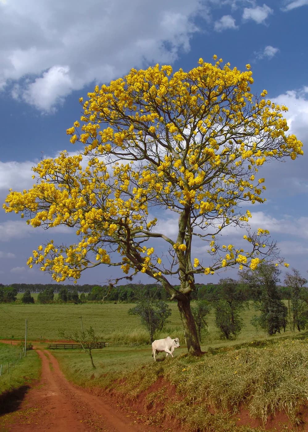 Lapacho amarillo
