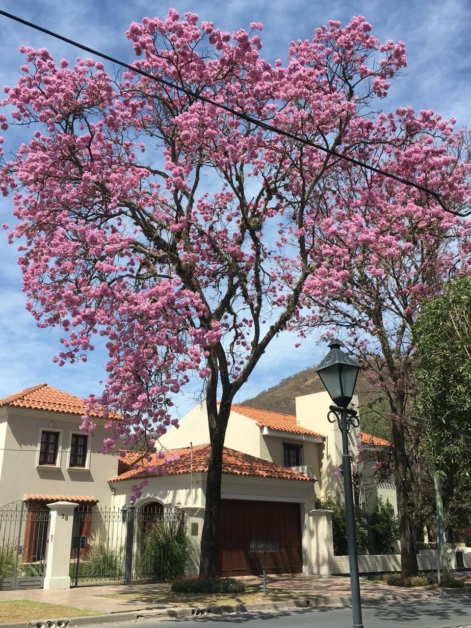 Lapacho rosa