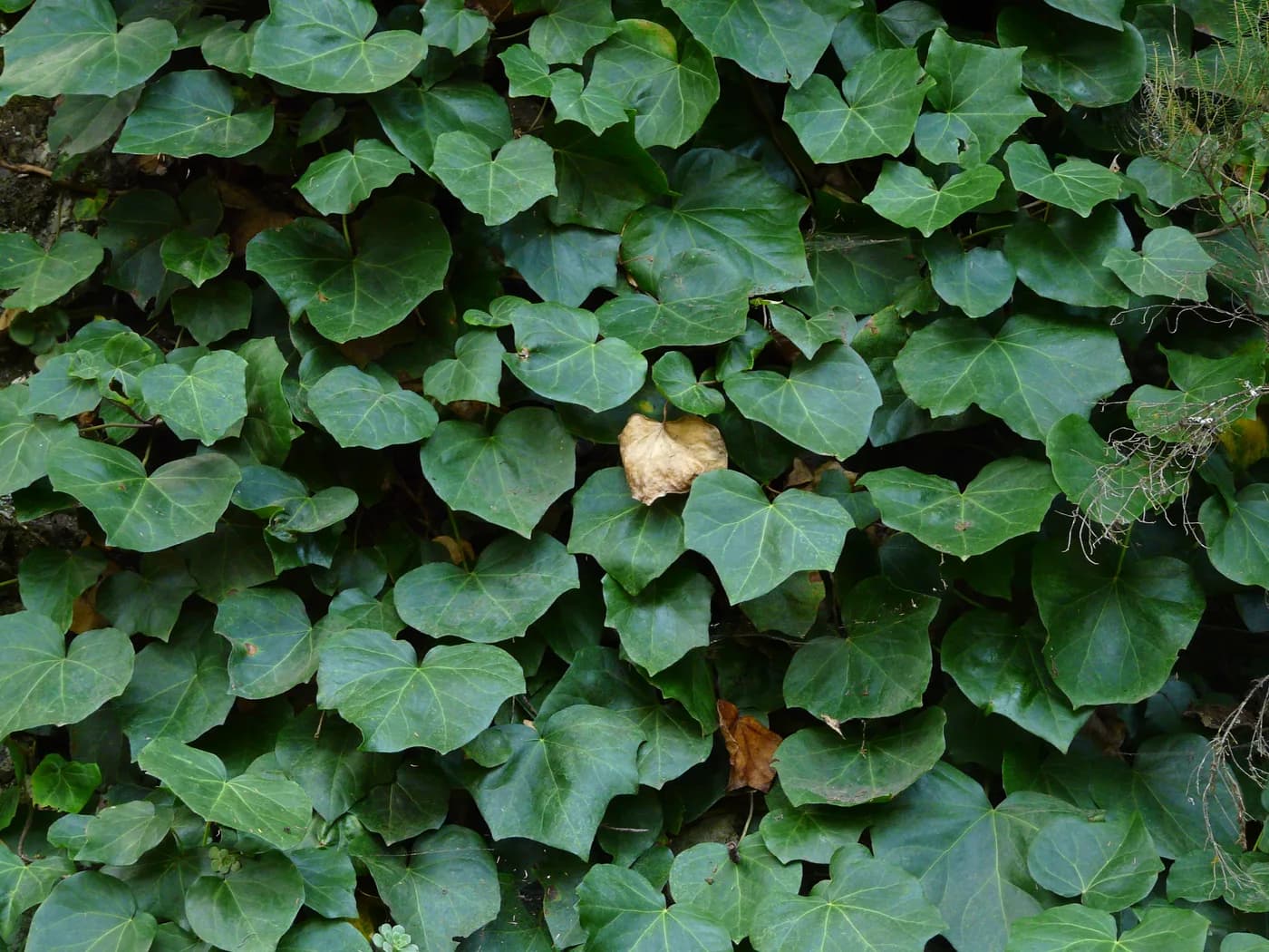 HIEDRA (Hedera canariensis) E3
