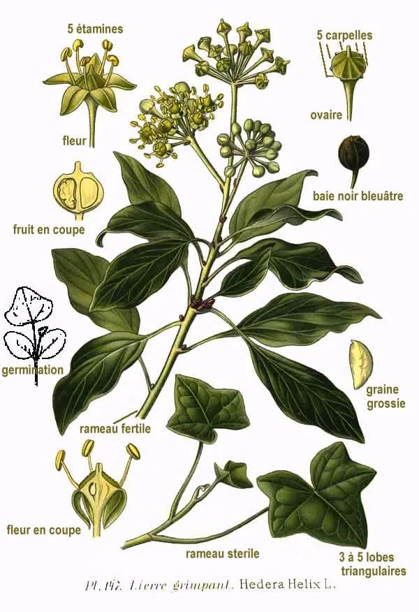 Hedera helix minima aurea