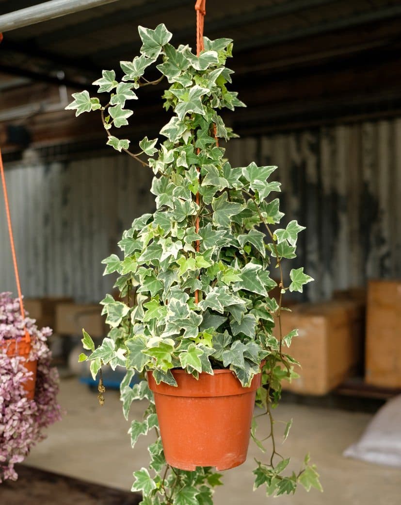 Hedera helix minima aurea E3