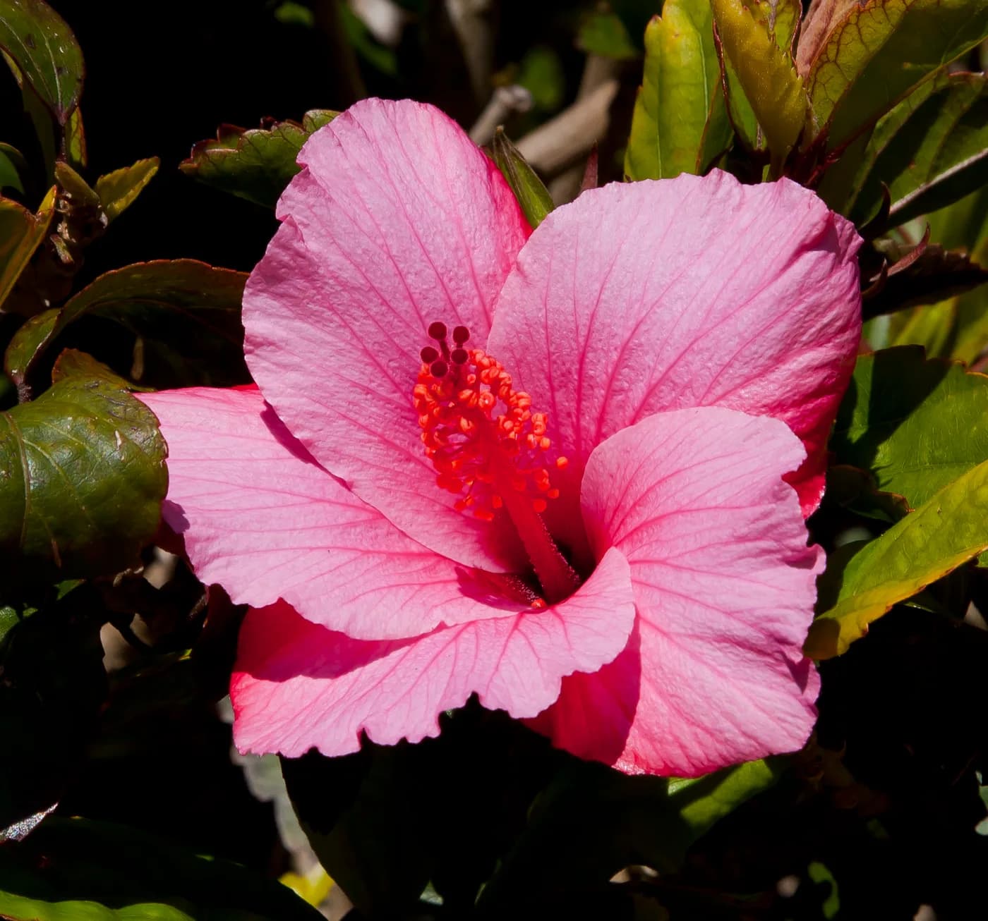 Hibiscus senensis