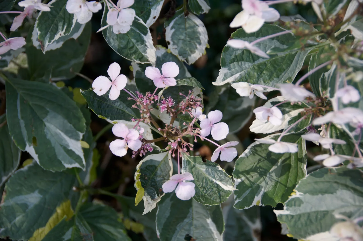Hortensia blanca E3