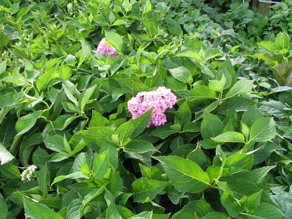 Hortensia Azul