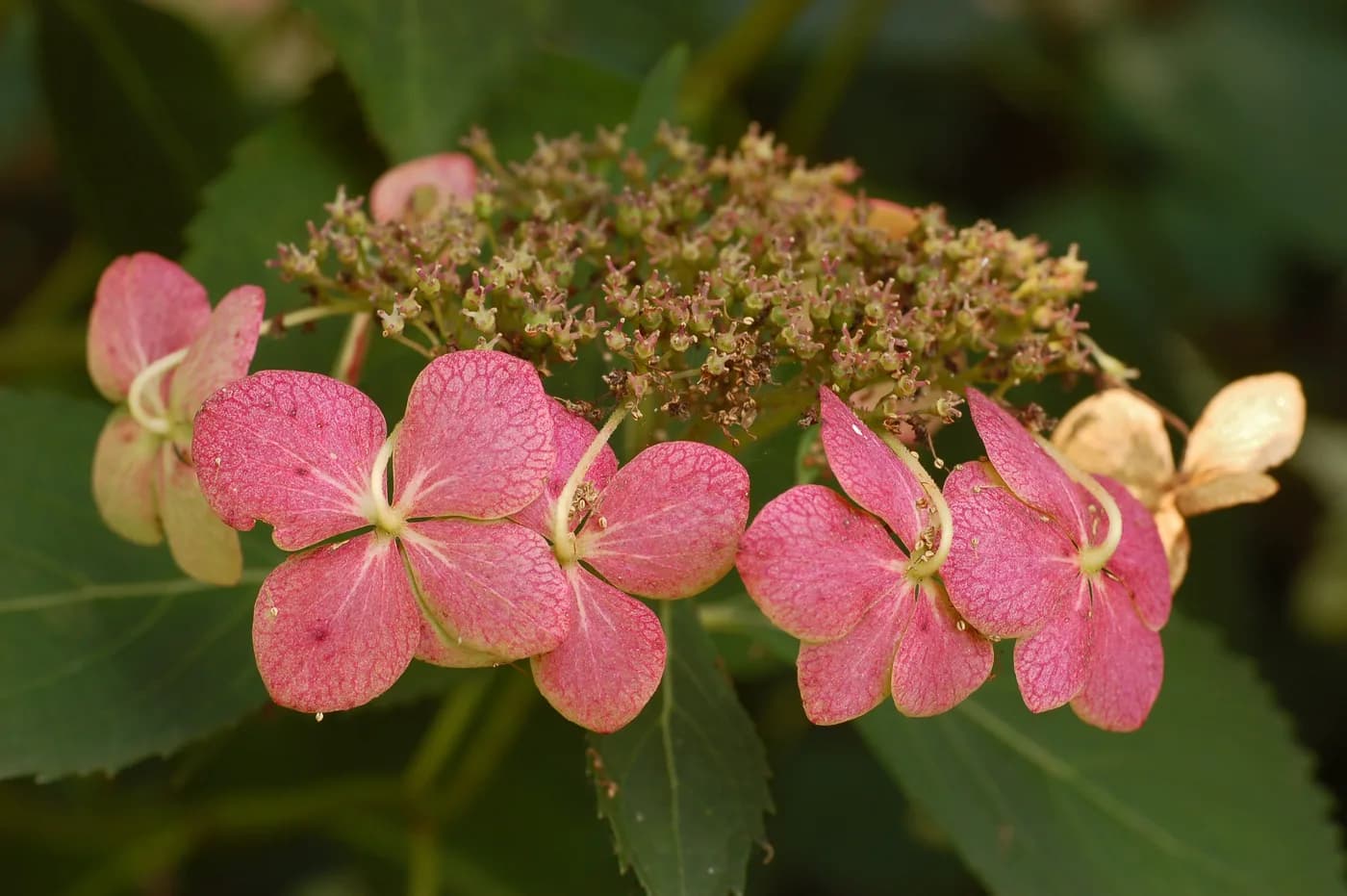 Hortensia rosa