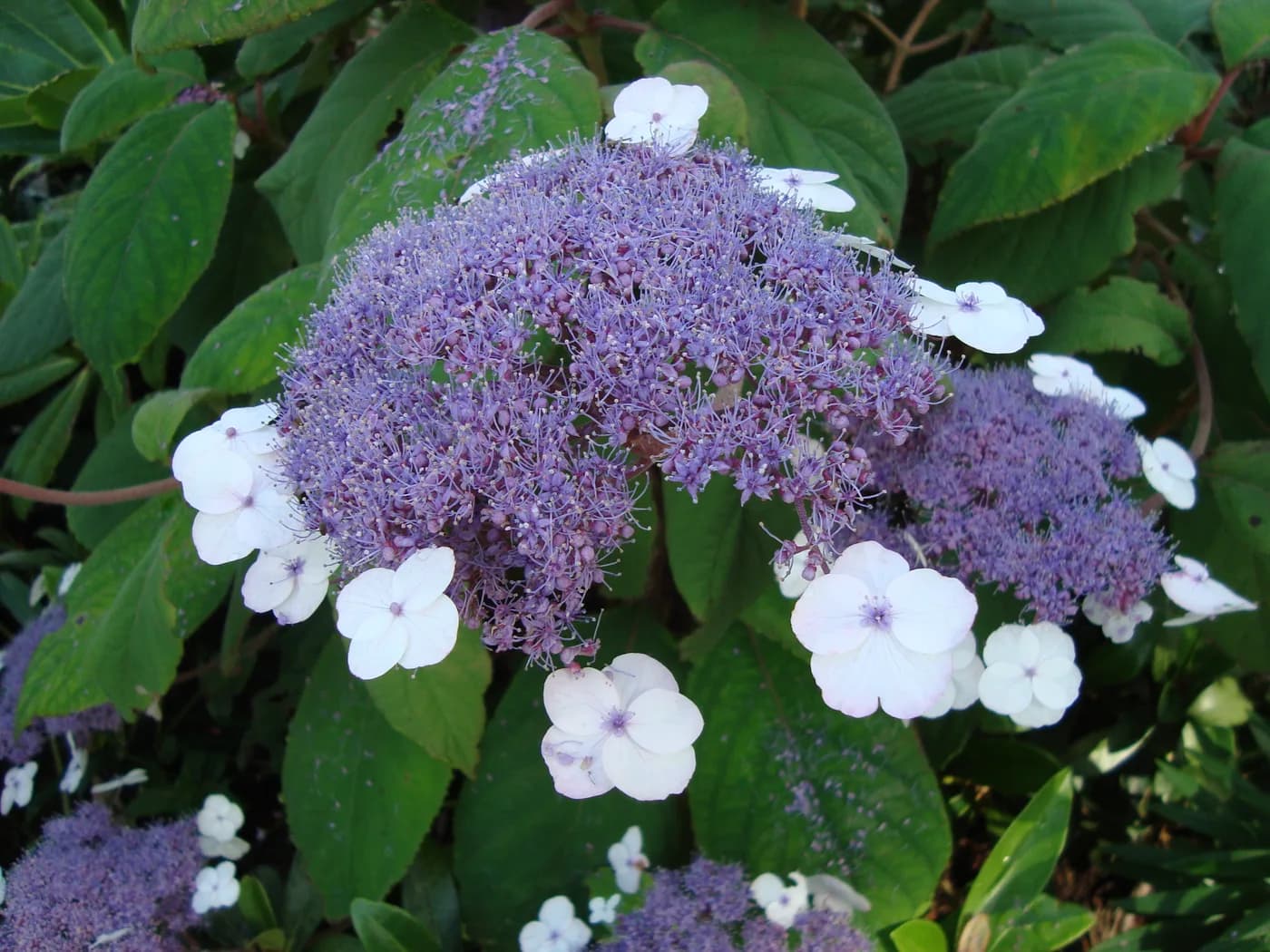 Hortensia strigosa E3