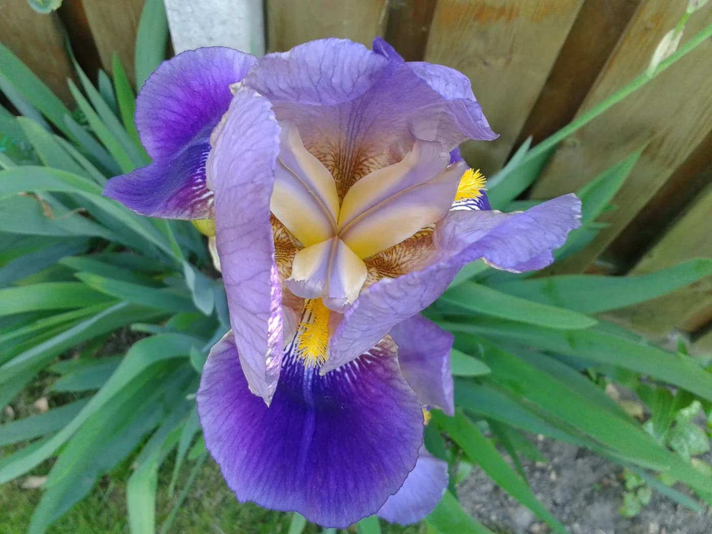Iris germanica E3