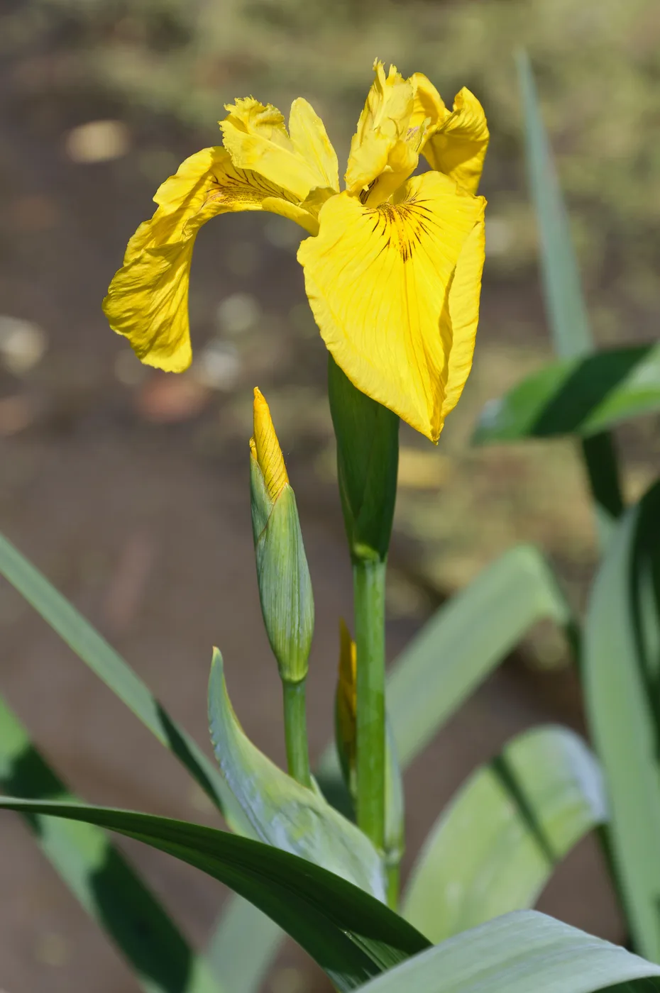 Iris pseudoacorus - flor amarilla E4