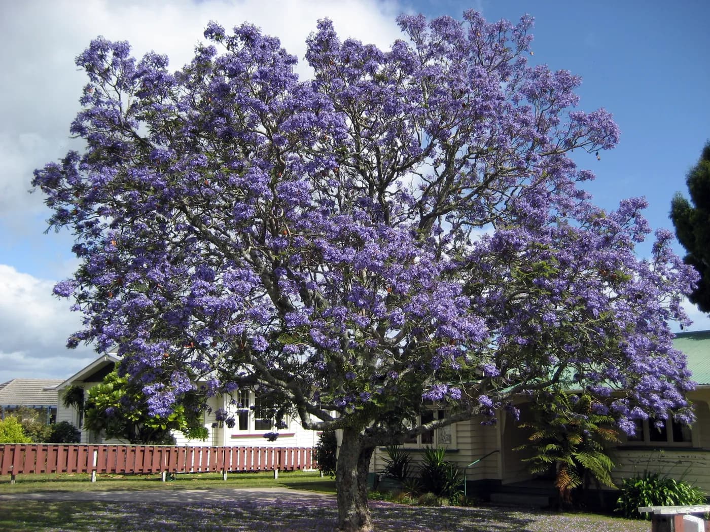 Jacaranda mimosifolia E20