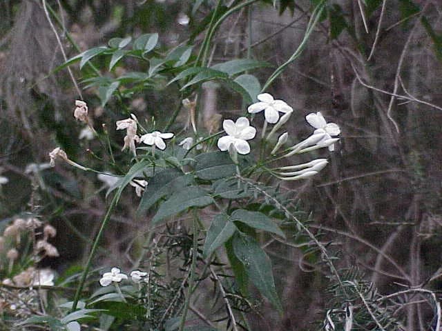 Jazminum polianthus