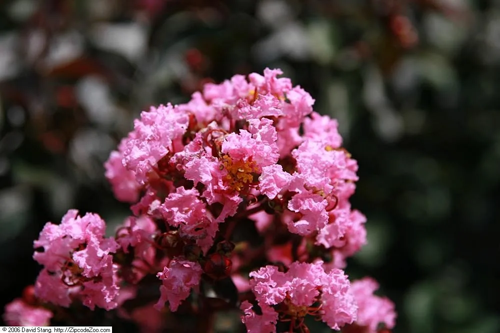 Crespon Rosa
