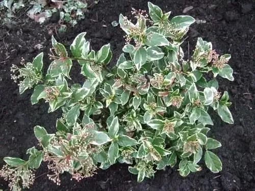 LAURENTINO VARIEGADO (Viburnum tinus variegata aurea) E7