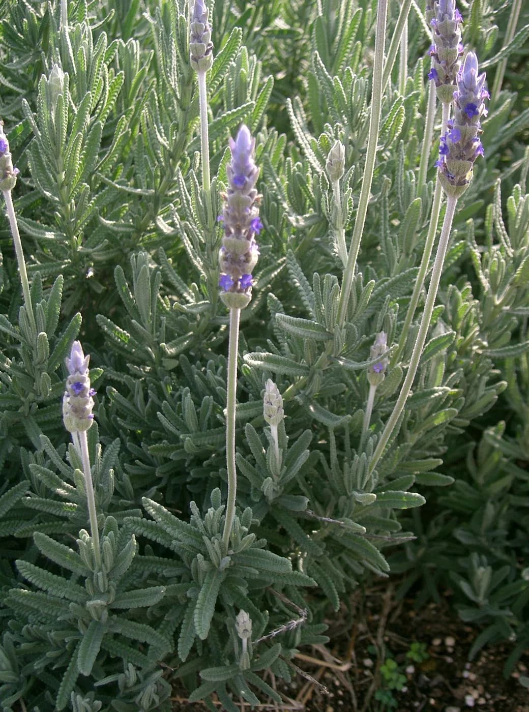 Lavanda dentada