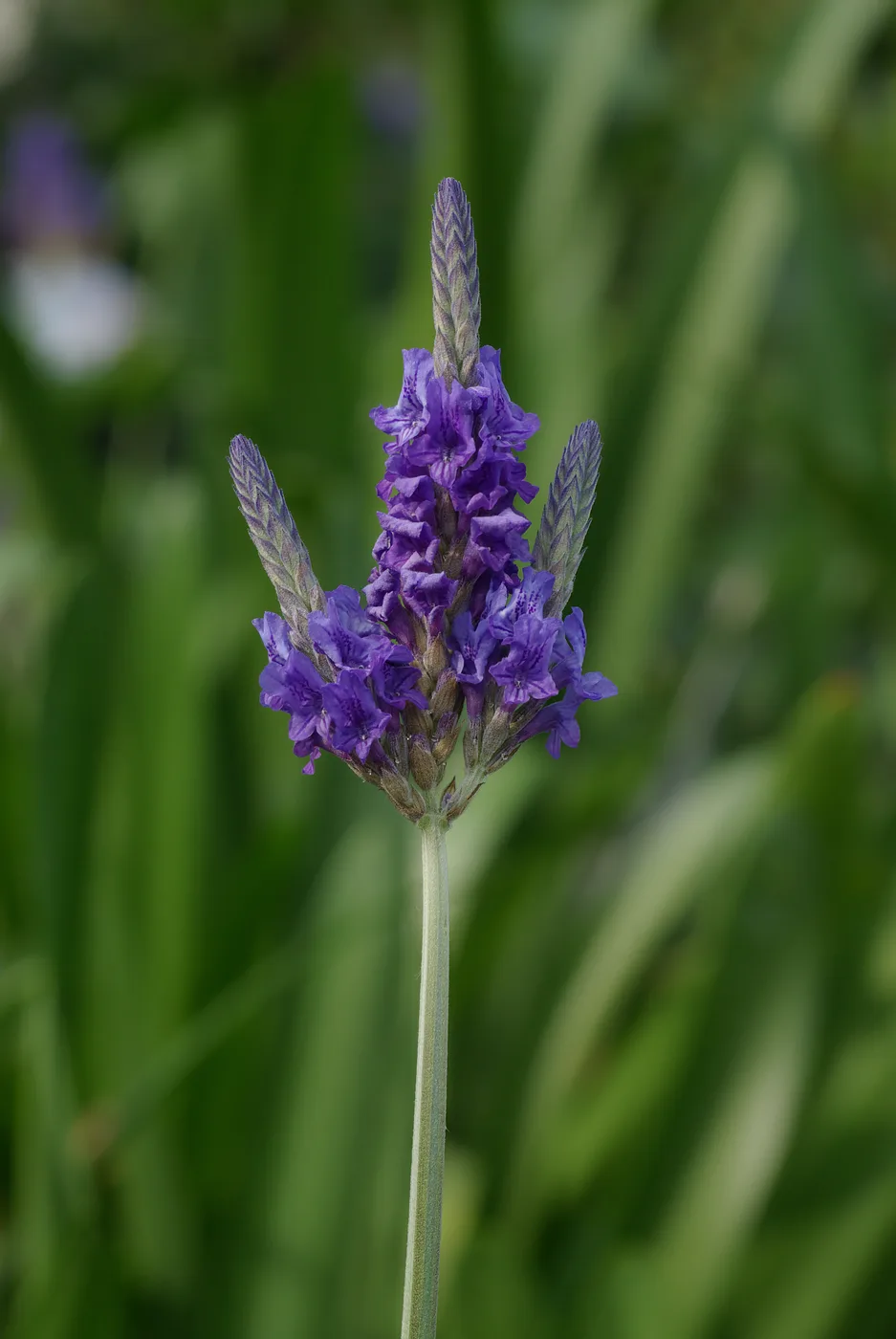 Lavanda