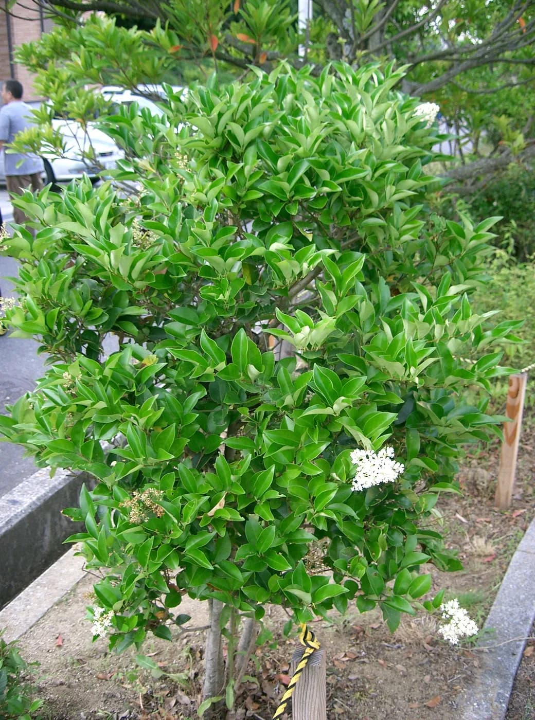 Oleo Texanum