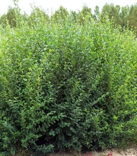 LIGUSTRUM SINENSE (LIGUSTRINA)