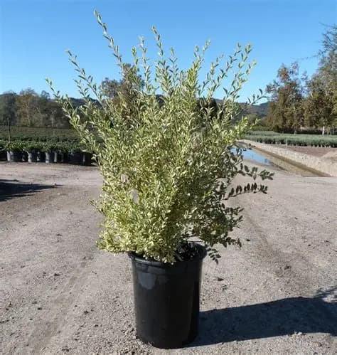 LIGUSTRUM SINENSE VARIEGATA ALBA (LIGUSTRINA DISCIPLINADA) E3 L.