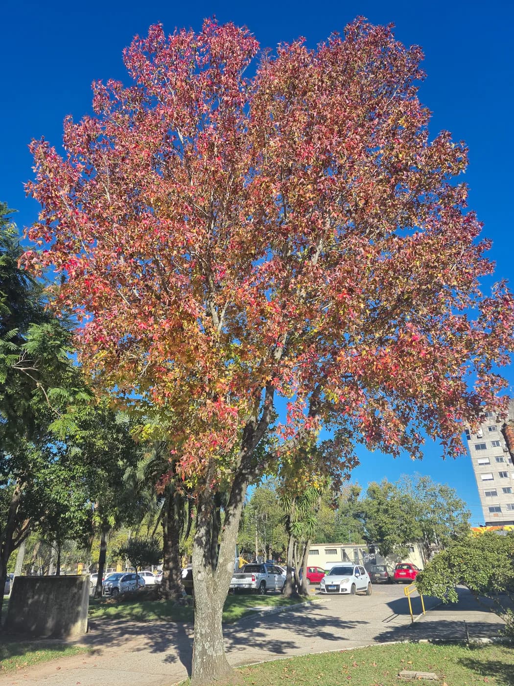 Liquidambar STYRASIFLUA