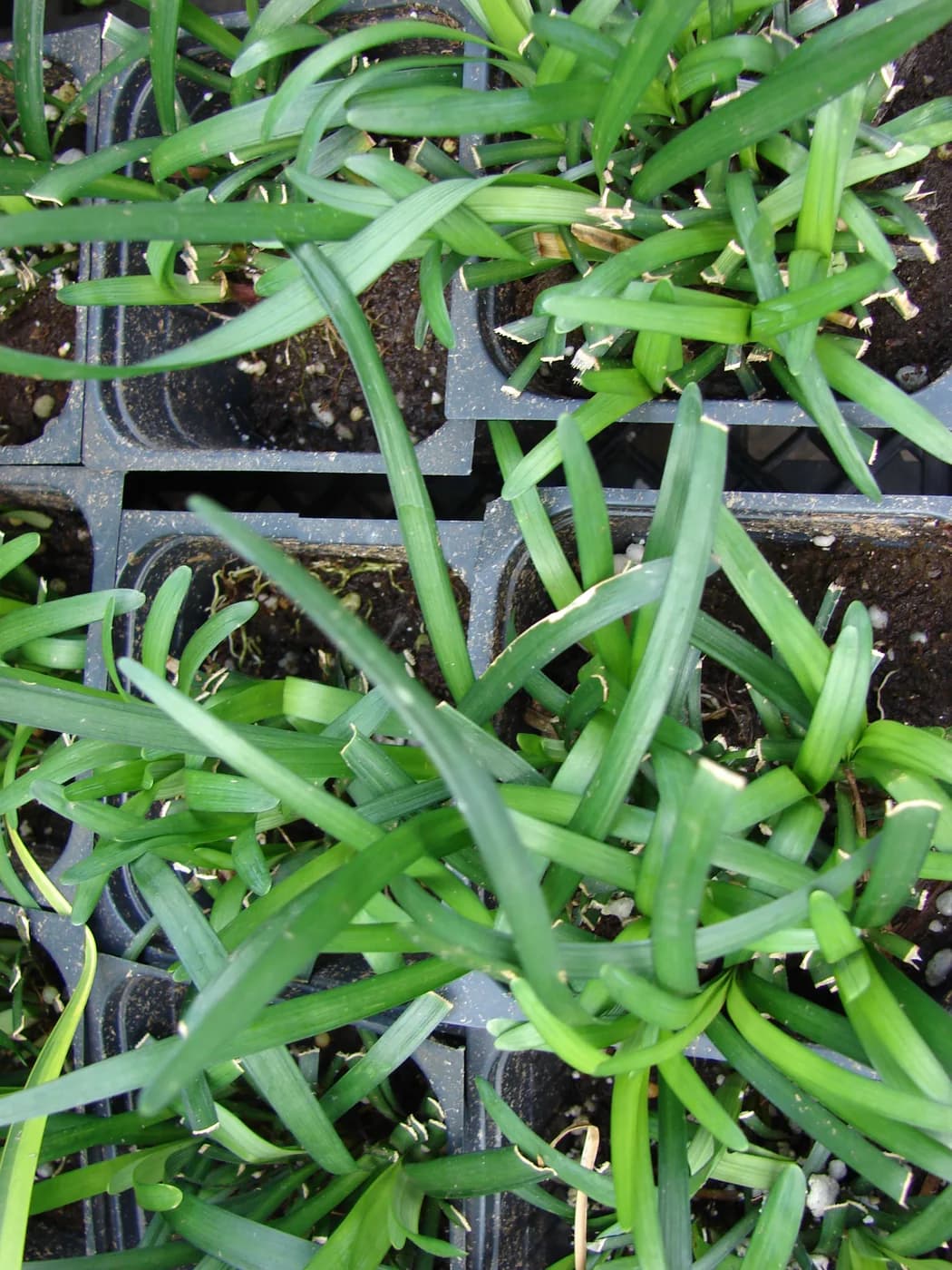 Liriope muscari verde