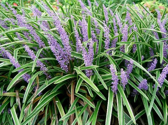 variegado