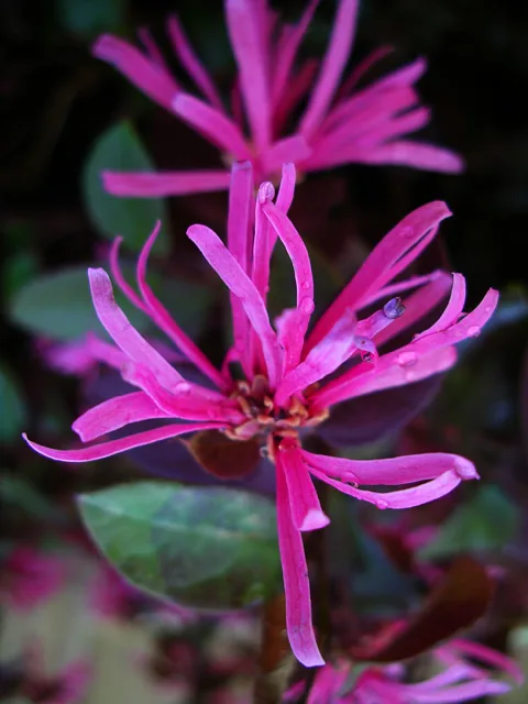 Loropetalum chinensis