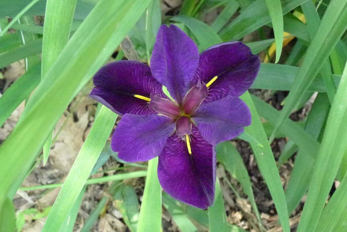Iris louisiana
