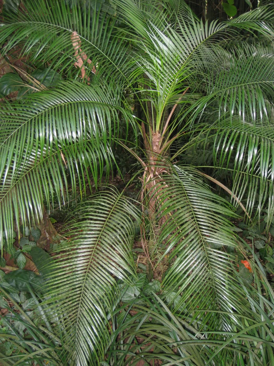 Cocotero