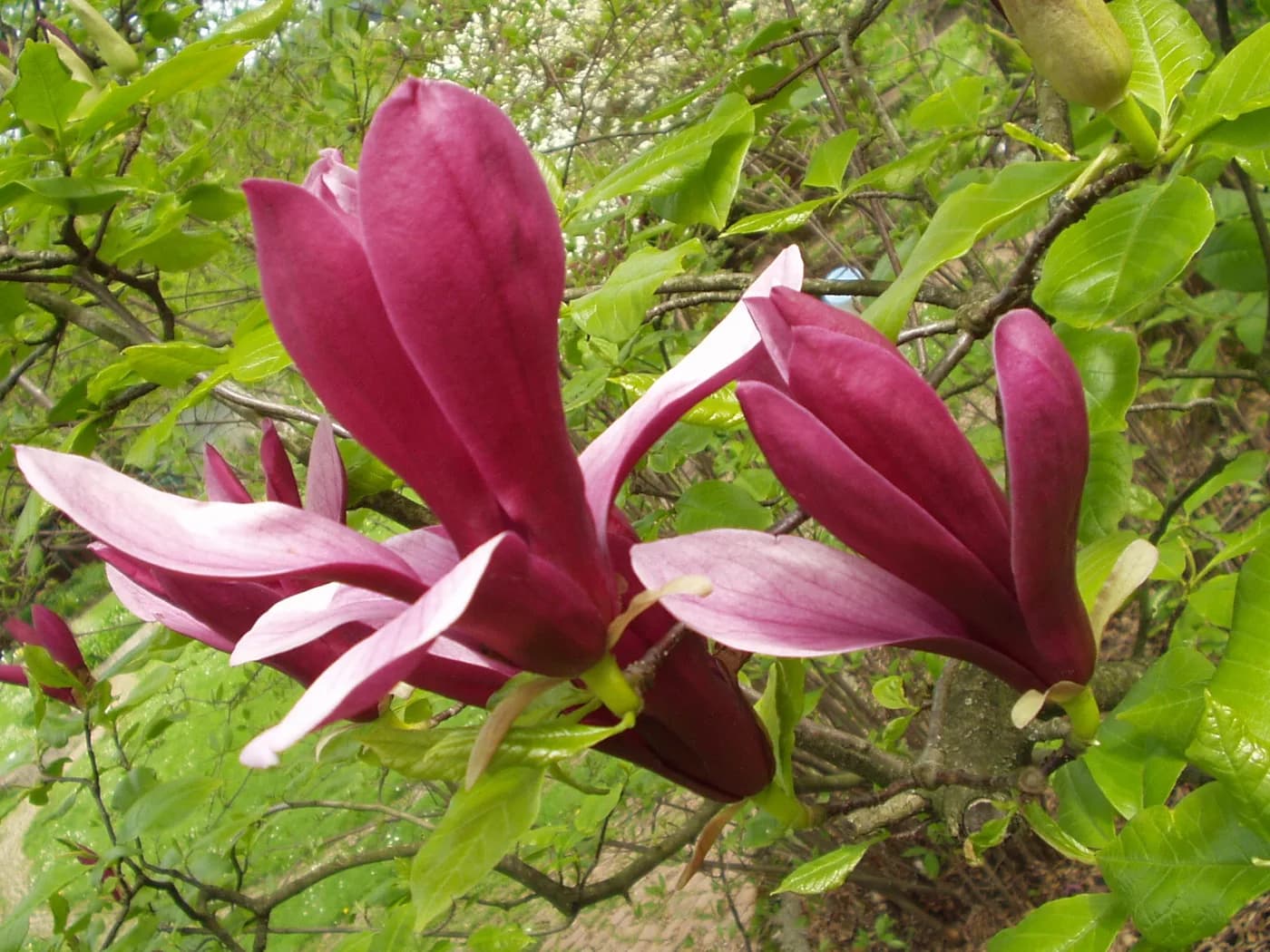 Magnolia purpura