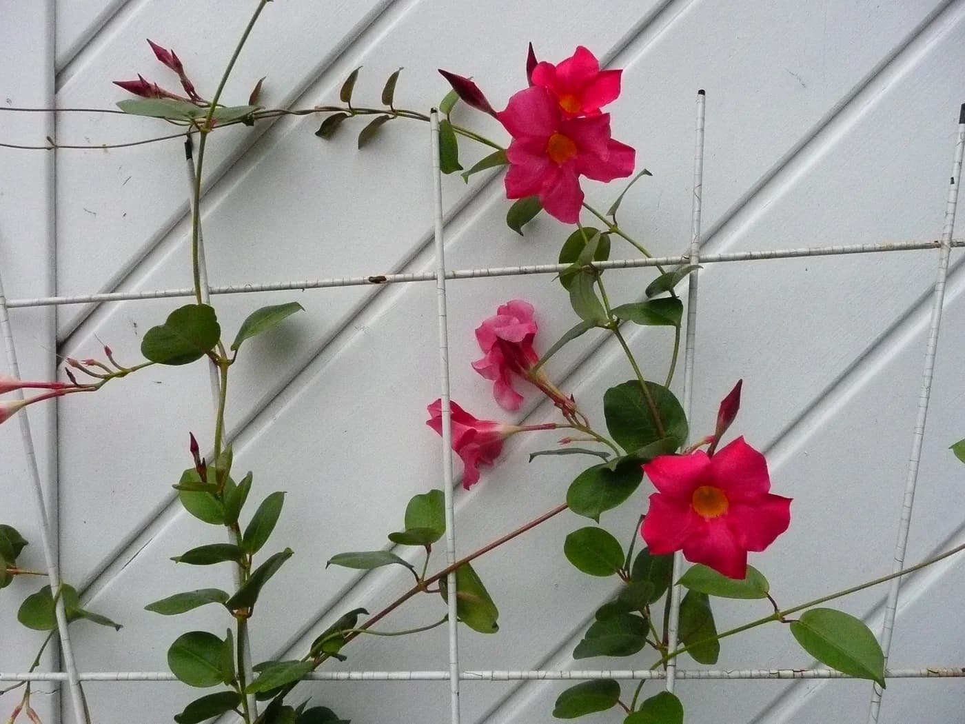 mandevilla diplademia