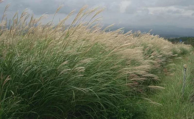 Miscanthus sinensis Gracillimus