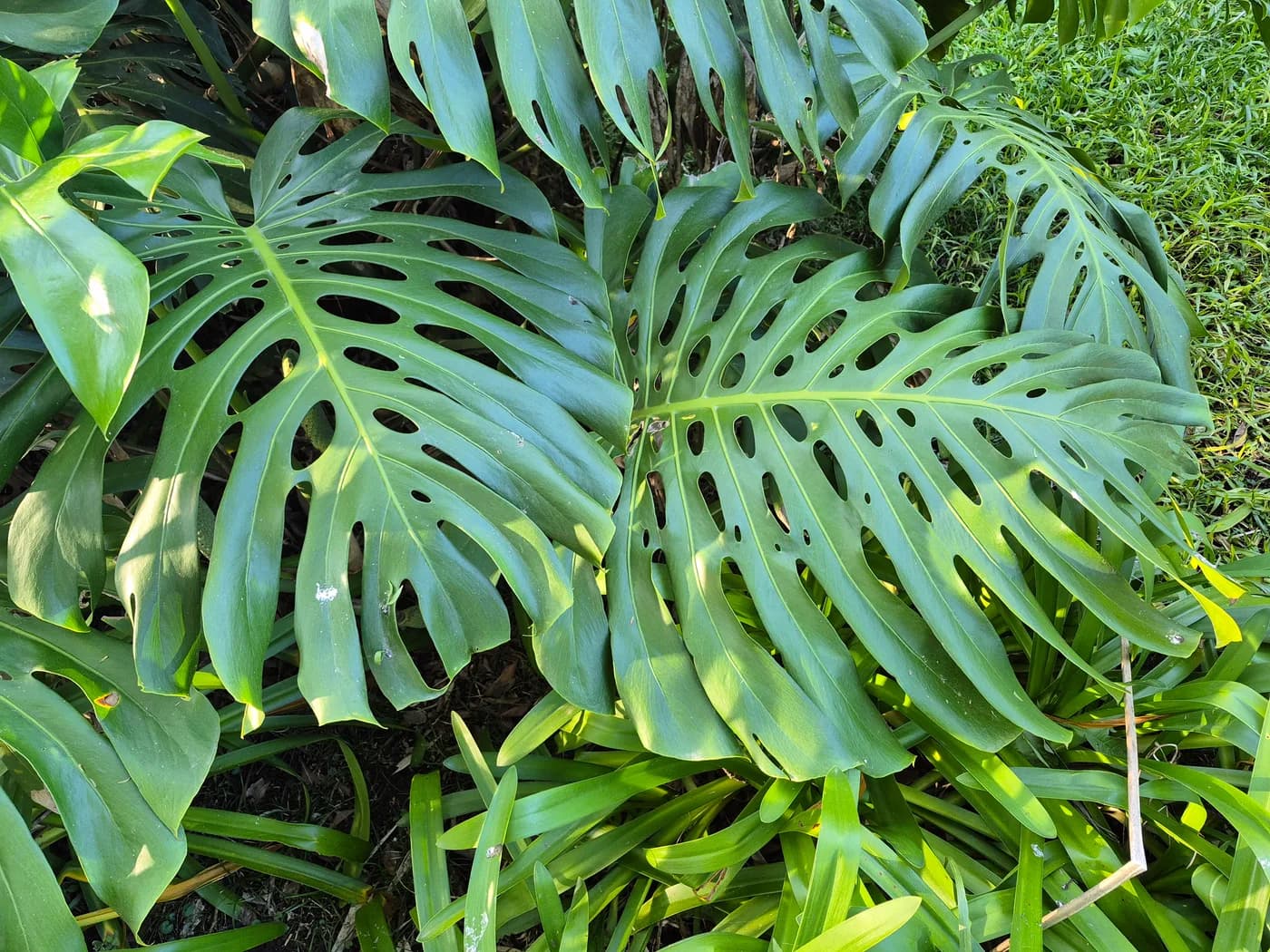 Monstera