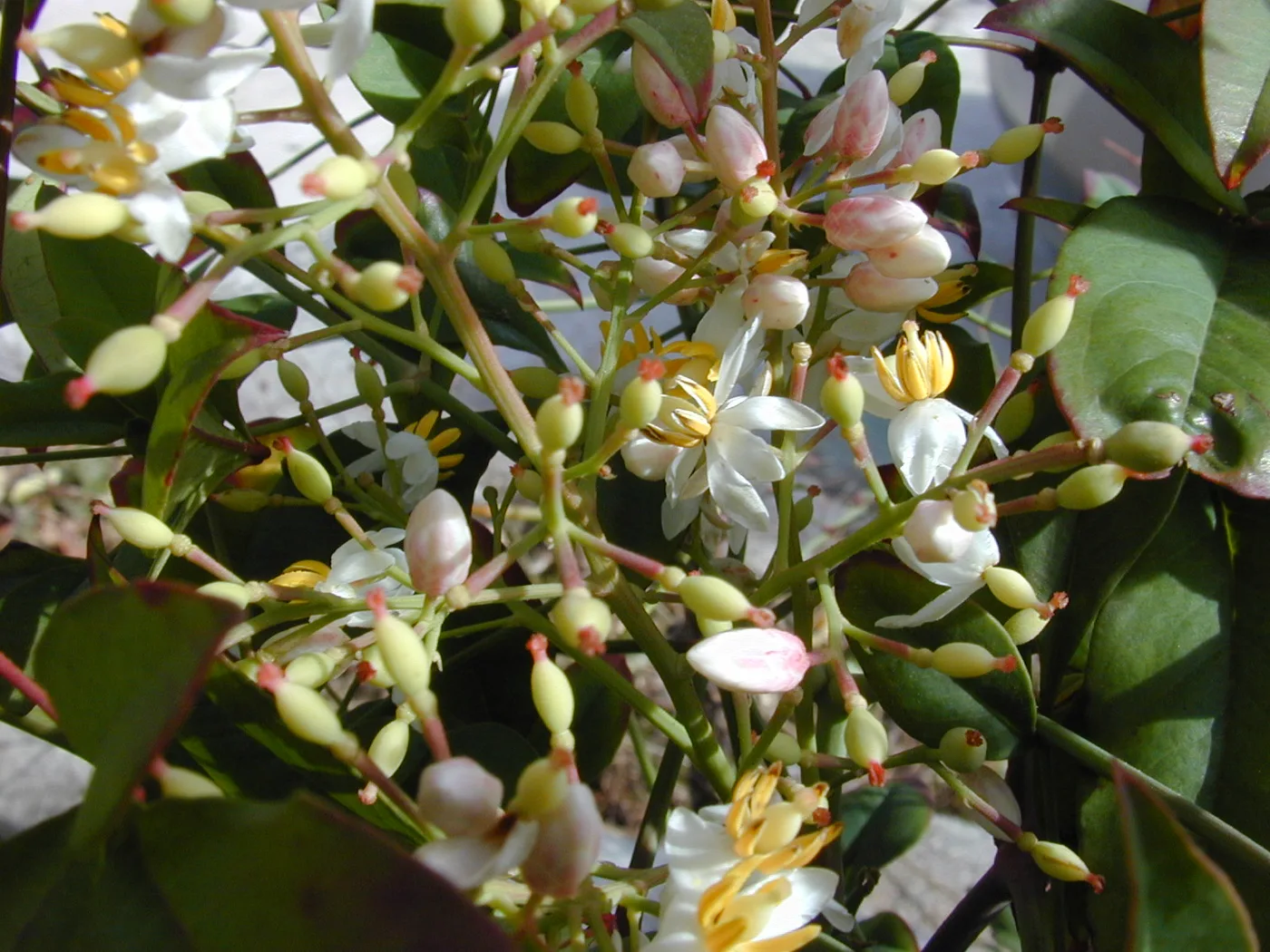 Nandina