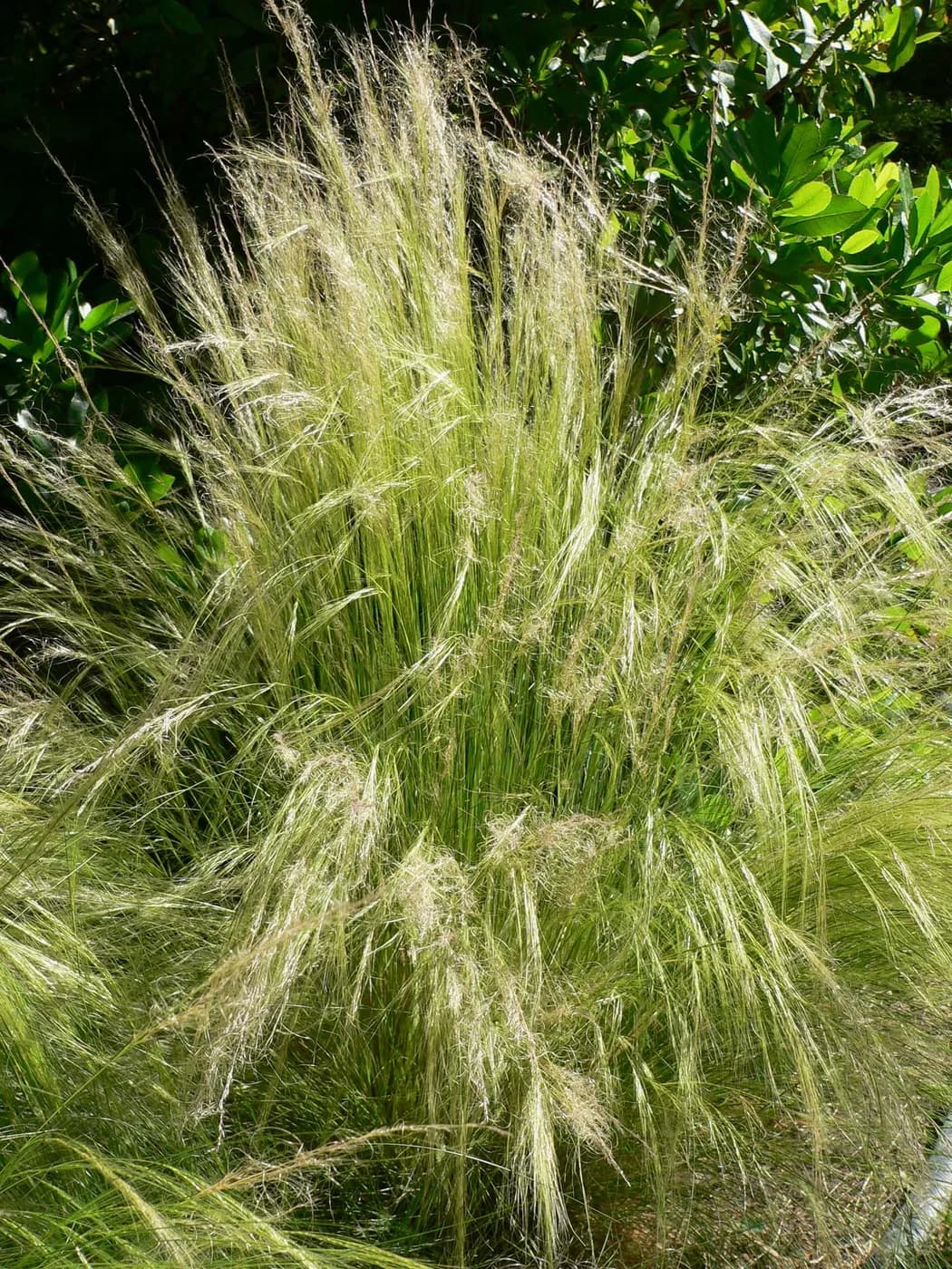 Nassella tenuissima