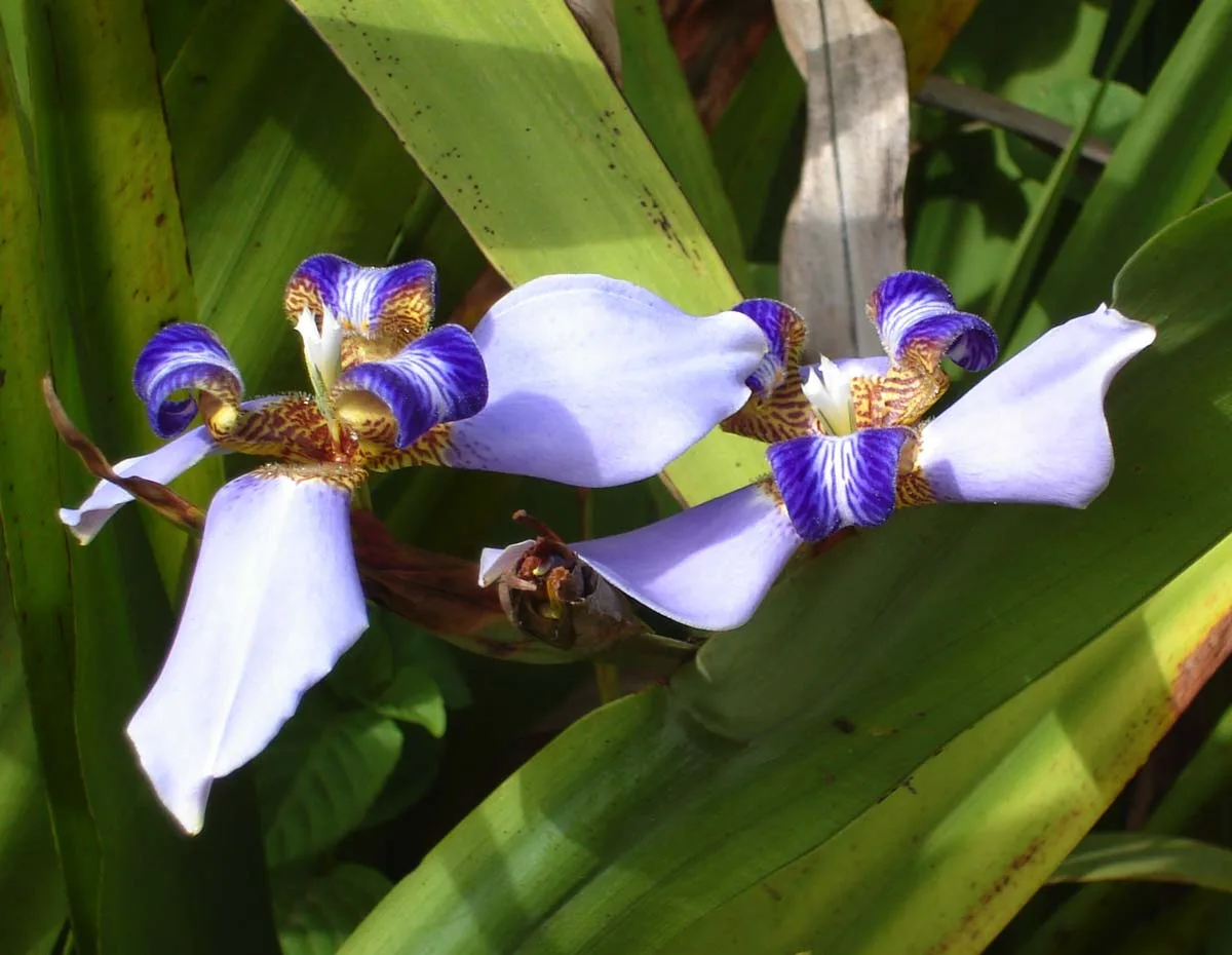 Iris neomarica