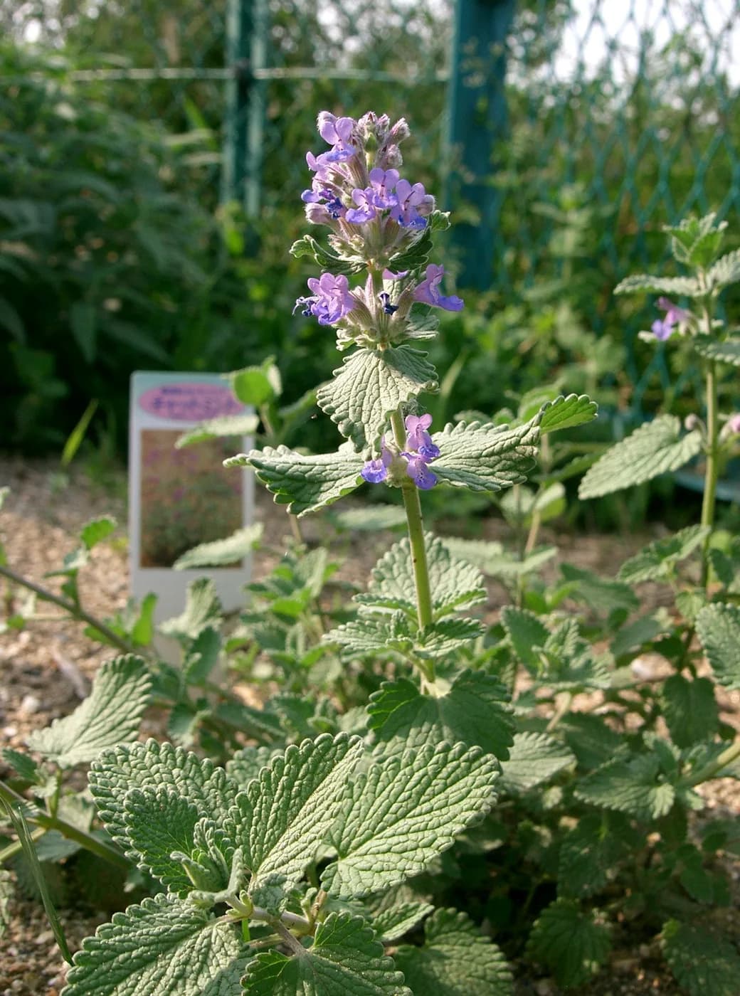 Nepeta