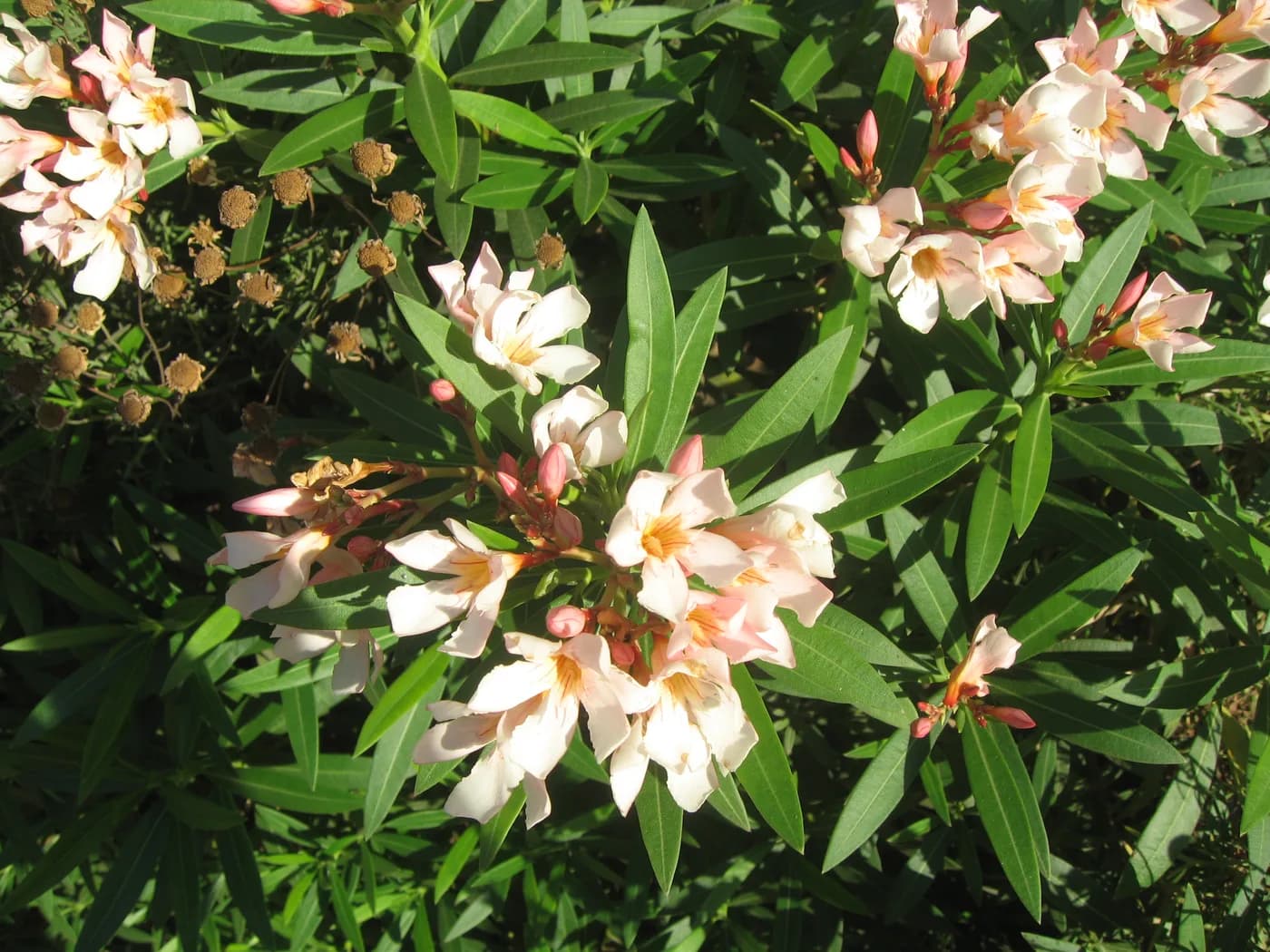 Laurel de flor PETIT SALMON