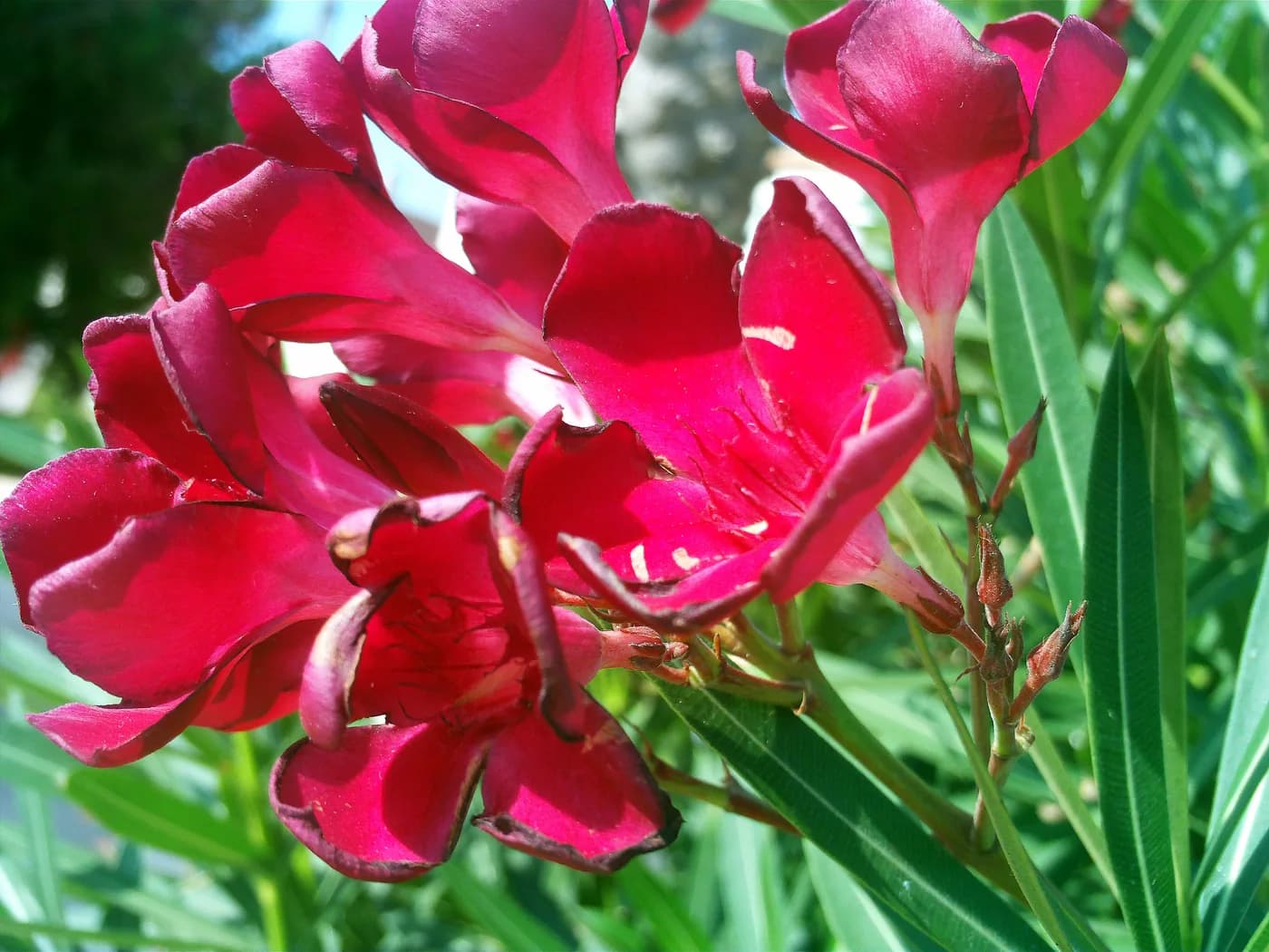 Laurel de flor PETIT ROJO