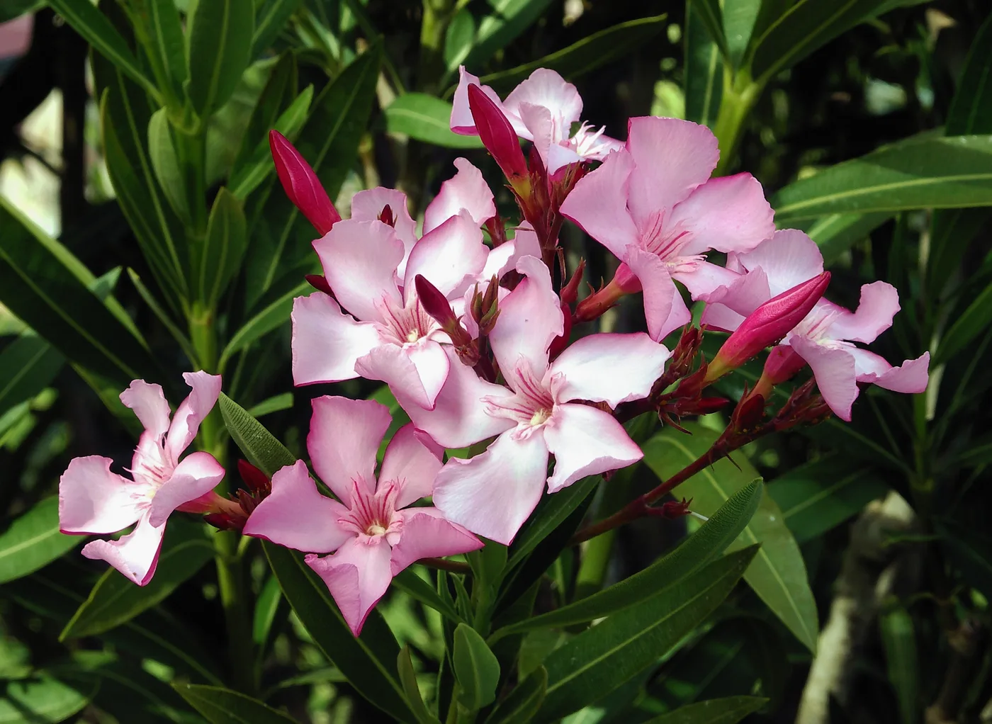 Laurel de flor
