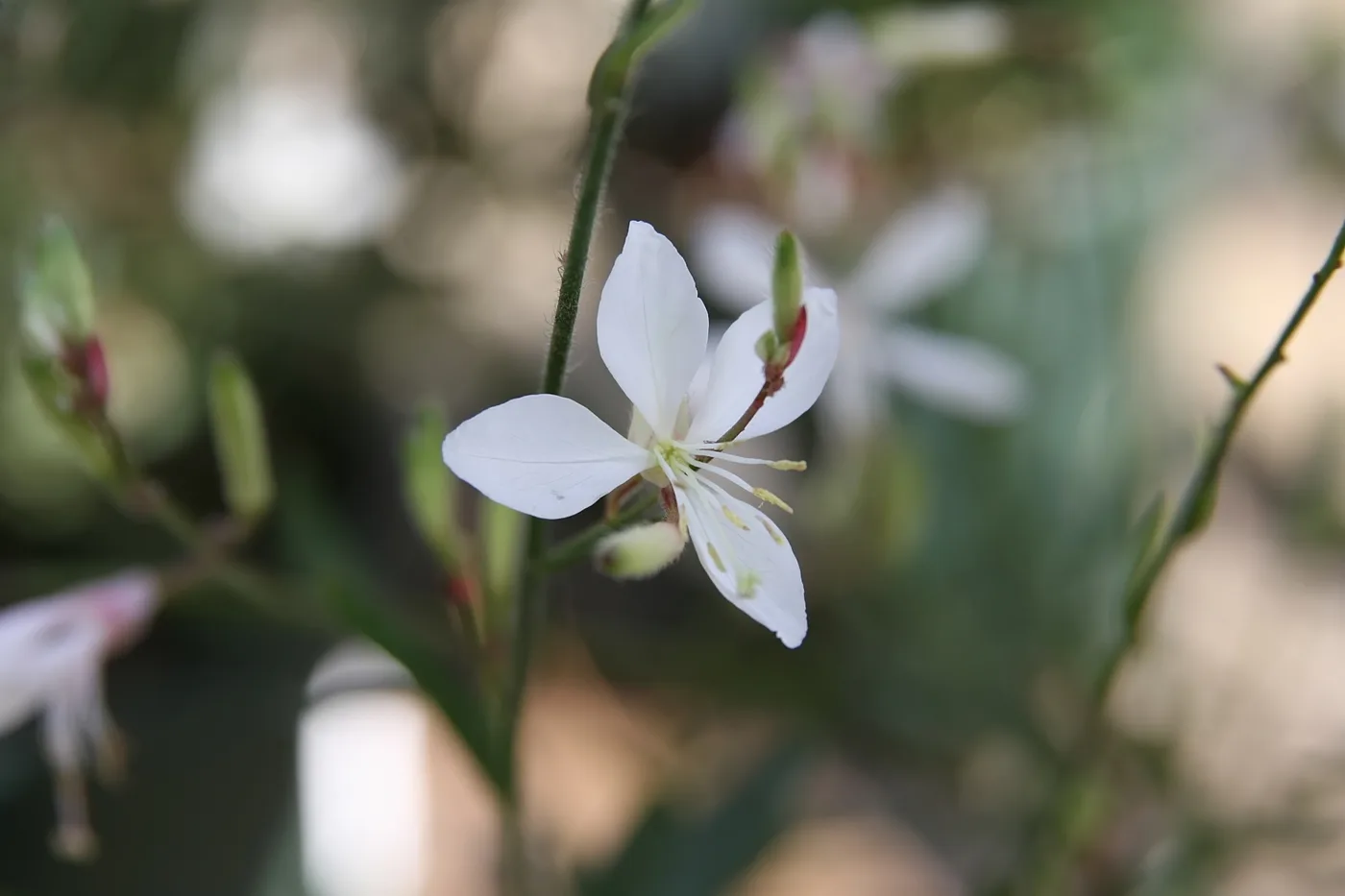 Gaura Lindheimeri Blanca