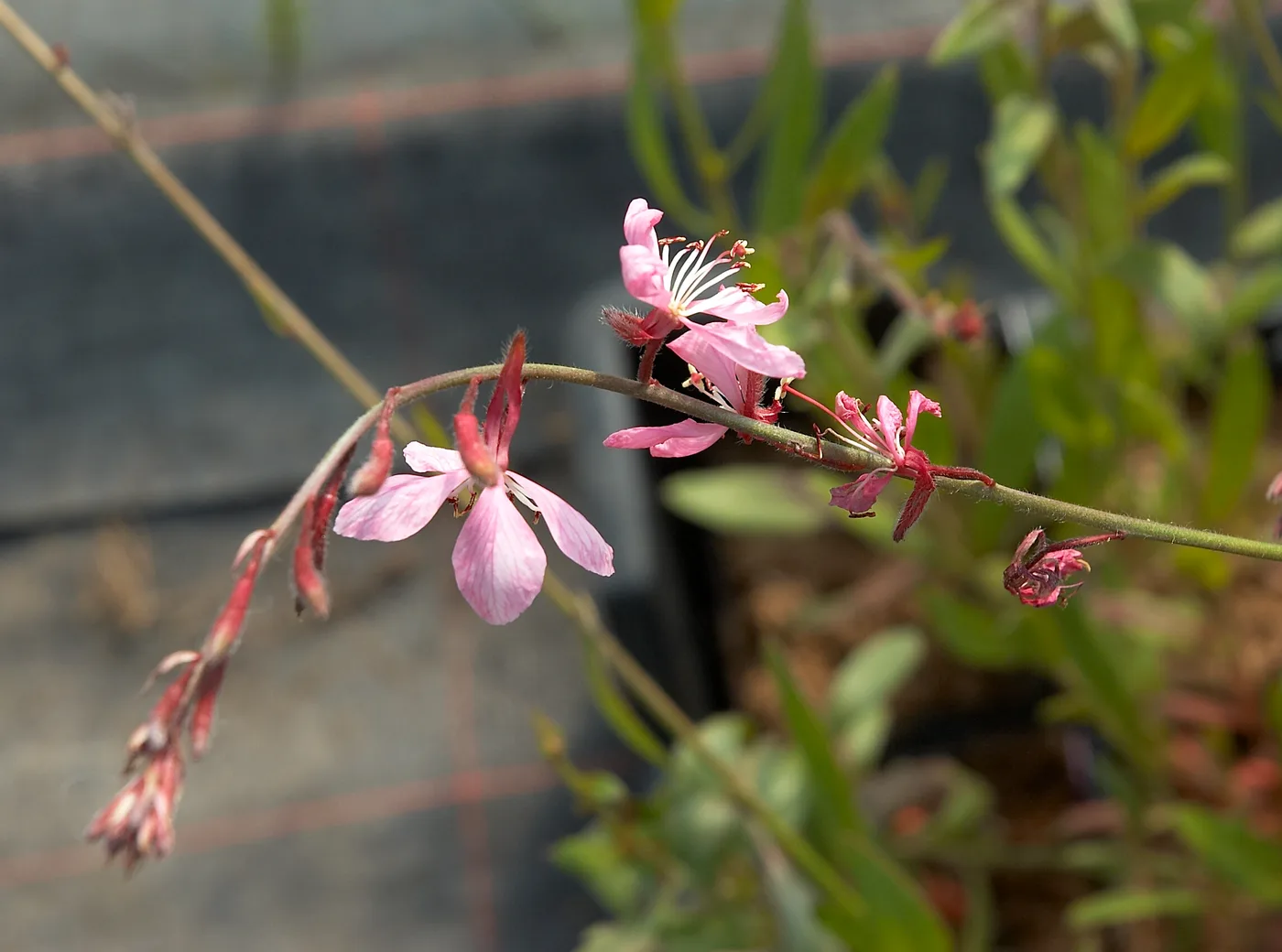 Gaura Lindheimeri "Whirling butterflies" ROSA