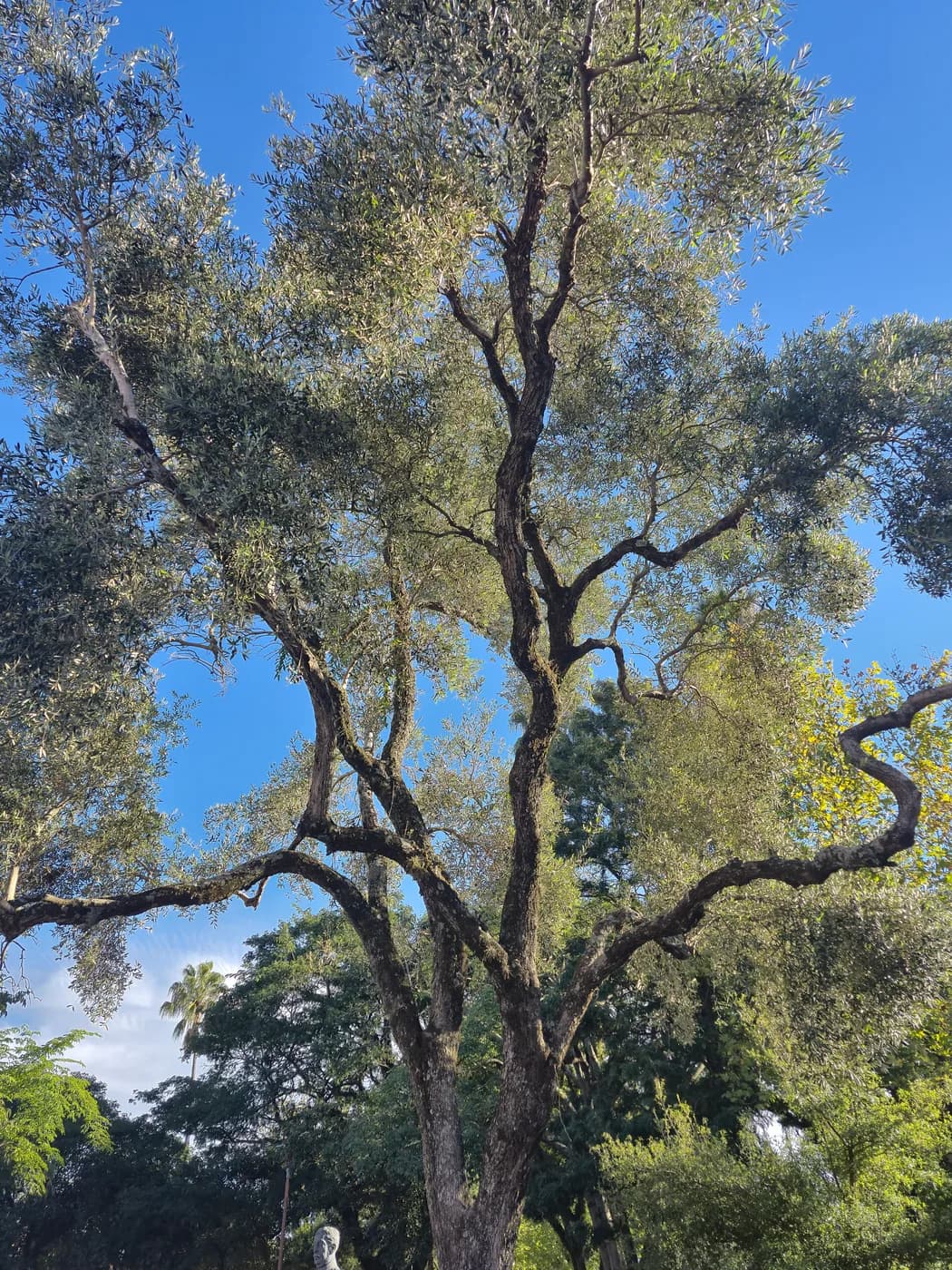 Olivo